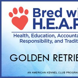 Golden Retriever Puppies from Mountain Sky Goldens