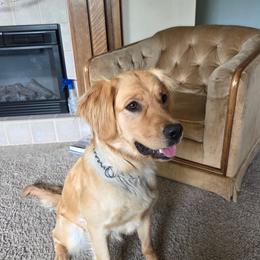 Harley - Golden Retriever