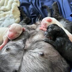 Shorkie Puppies from Lee's Pups