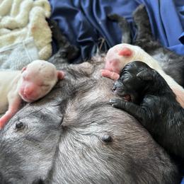 Shorkie Puppies from Lee's Pups