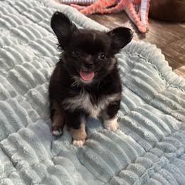 Gambino - Black and white male Chihuahua puppy in Summerfield, Florida from Uey’s Chihuahuas