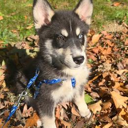 Rascal - Black and white male Pomsky puppy in Cadillac, Michigan from JHS Pomskies