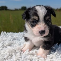 Copper - Fluffy boy - Black and tan male Pembroke Welsh Corgi puppy in Poteau, Oklahoma from Half-Pint Corgis