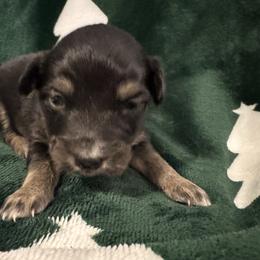 Bow - Black tri female Toy Australian Shepherd puppy in Morganfield, Kentucky from 4T Toy and Mini Australian Shepherds