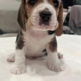 Teddy - Black tan and white male Beagle puppy in Brownsboro, Texas from Willow Bark Beagles