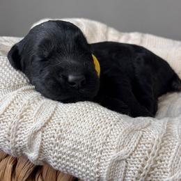 Boy 3 - Yellow Collar - Black male Giant Schnauzer puppy in St George, Utah from Schnauzer Ranch