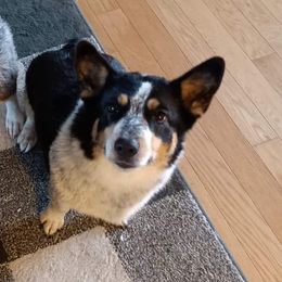 Dixie - American Corgi