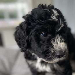 Boy 5 Paul - Black and white Bernedoodle puppy in Landisville, Pennsylvania from Debbies Doodles