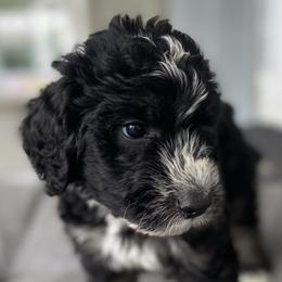 Boy 5 Paul - Black and white Bernedoodle puppy in Landisville, Pennsylvania from Debbies Doodles