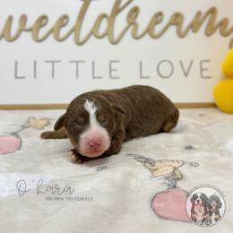 O'hara - Brown and white female Bernedoodle puppy in Owasso, Oklahoma from Kallams Bernedoodles & Bernese Mountain Dogs