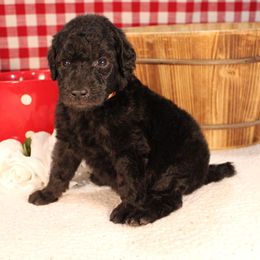 Roti - Silver male Poodle puppy in Peyton, Co, Usa, Colorado from Peyton Poodles