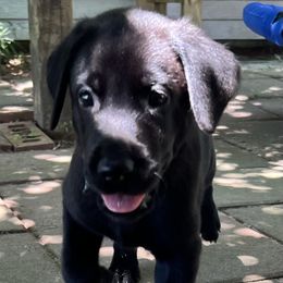 Mr Blue - Black male Labrador Retriever puppy in Effingham, South Carolina from Stagecoach Retrievers