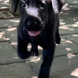 Mr Blue - Black male Labrador Retriever puppy in Effingham, South Carolina from Stagecoach Retrievers