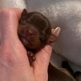 Tiny Dove - Chocolate, tan and white female Yorkshire Terrier puppy in Hope, Indiana from DJ Yorkies