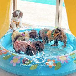 Shih Tzu Puppies from Arizona Sunrise Shih Tzus