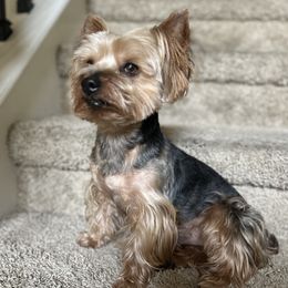 Dierks - Yorkshire Terrier