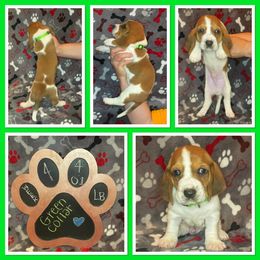 Basset Hound Puppies from Cam’s Country Bassets