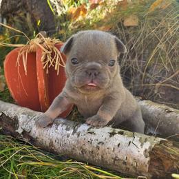 Winston - Blue fawn male French Bulldog puppy in Columbia Falls, Montana from Glacier French Bulldogs of Montana