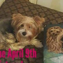 Karlie - Yorkshire Terrier