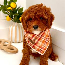 Goofy - Red male Cavapoo puppy in Buford, Georgia from Petite Posh Puppies