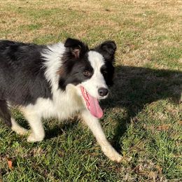 Border Collies from Heronwood Border Collies