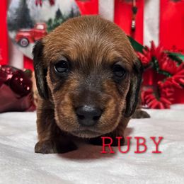 Ruby - Red female Dachshund puppy in Blair, Oklahoma from North Fork Doxies-Okla