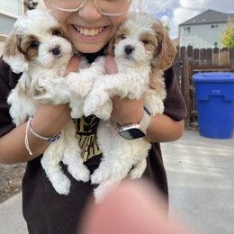 Cavapoo Puppies from Ellas.Pups