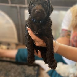 Goldendoodle Puppies from Fluff Puff Doodles