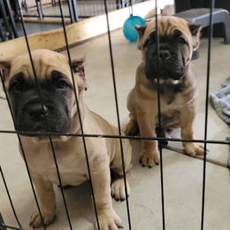 Cane Corso Puppies from PNW Cane Corsos