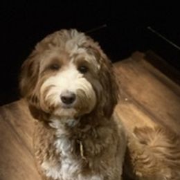 Rigley - Goldendoodle