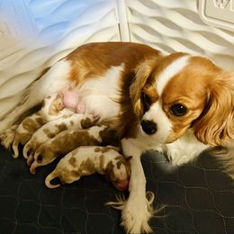 Nana - Blenheim female Cavalier King Charles Spaniel puppy in Spokane, Washington from Treasured Cavaliers of the Pacific Northwest