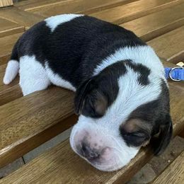 Girl 1 - Black tan and white female Beagle puppy in Sacramento, California from Alton Beagles