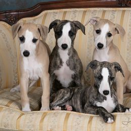 Whippet Puppies from In Vogue Whippets