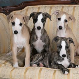 Whippet Puppies from In Vogue Whippets