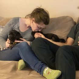 German Shepherd Puppies from Ransomshire Shepherds