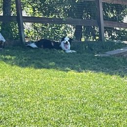 Border Collie Puppies from Flying S Ranch Border Collies