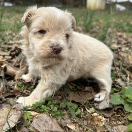 Midas - Wheaten male Miniature Schnauzer puppy in Clover, South Carolina from Bobo’s Babies Kennels