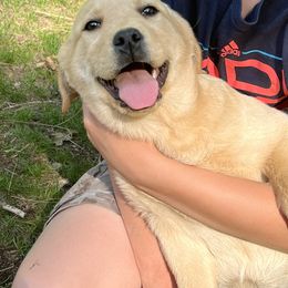 Girl 1 - Labrador Retriever puppy in California from KS Labradors