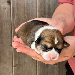 Girl 2 - Red merle and white female American Corgi puppy in Sedgewickville, Missouri from Rawson Ridge Corgis