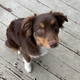 Rusty - Red tri male Miniature Australian Shepherd puppy in Kentucky from Natural Life Ranch