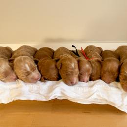 Goldendoodle puppies from KZ Doodles