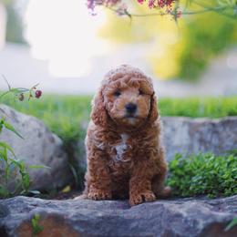 Cavapoo and Goldendoodle Puppies from Ivy The Mini Doodle