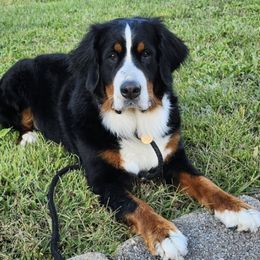 Bernese Mountain Dogs from MadKnight Farms Bernese