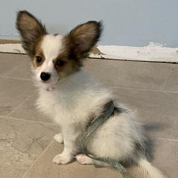Snickers - White and sable male Papillon puppy in Central Florida, Florida from Sunshine Papillons