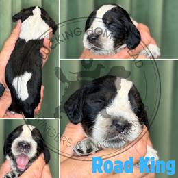 Road King - Black white and tan male English Springer Spaniel puppy in Fond Du Lac, Wisconsin from Clucking Homestead Springers & Dachshunds