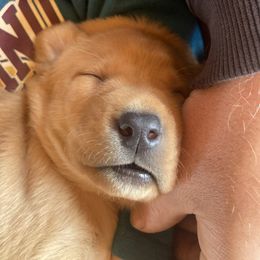 Labrador Retriever Puppies from Ritchie Road Labradors