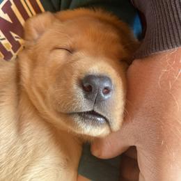 Labrador Retriever Puppies from Ritchie Road Labradors