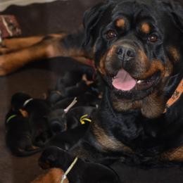 Impresto - Black and mahogany male Rottweiler puppy in Catawissa, Pennsylvania from Sharp Ridge Rottweilers