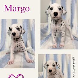 Margo - White and black female Dalmatian puppy in Chehalis, Washington from Dalmatian Vacation