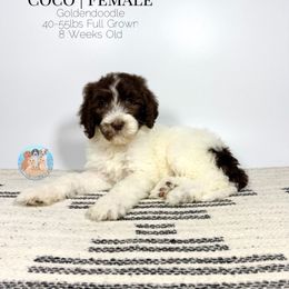 Coco - Chocolate female Goldendoodle puppy in Southwest Ranches, Florida from Dandy Doodle Ranch